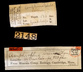 Media type: image;   Invertebrate Zoology OPH-1468 Description: Handwritten labels for this specimen included in the specimen tray.Underside view of single ophiuroid specimen with a scale bar.;  Aspect: labels